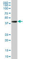 Ring Finger Protein 2 antibody, LS-C139336, Lifespan Biosciences, Western Blot image 