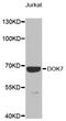 Docking Protein 7 antibody, STJ111738, St John