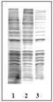 Phospho-threonine antibody, AM00119PU-N, Origene, Western Blot image 