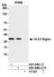 14-3-3 sigma antibody, A301-648A, Bethyl Labs, Immunoprecipitation image 