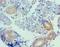 Urotensin 2 antibody, LS-C376985, Lifespan Biosciences, Immunohistochemistry frozen image 