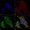 BR Serine/Threonine Kinase 1 antibody, LS-C774184, Lifespan Biosciences, Immunocytochemistry image 