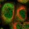 GCA14 antibody, NBP1-81438, Novus Biologicals, Immunofluorescence image 