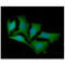 LDL Receptor Related Protein Associated Protein 1 antibody, GTX57603, GeneTex, Immunofluorescence image 