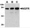p75 ICD antibody, 3593, ProSci Inc, Western Blot image 
