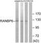 RAN Binding Protein 6 antibody, GTX87686, GeneTex, Western Blot image 