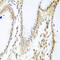 MYB Binding Protein 1a antibody, 19-367, ProSci, Immunohistochemistry frozen image 