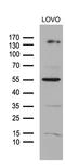Nuclear Receptor Coactivator 7 antibody, CF810476, Origene, Western Blot image 