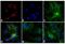 Rabbit IgG antibody, A15992, Invitrogen Antibodies, Immunofluorescence image 