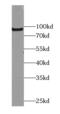 Protein argonaute-3 antibody, FNab02698, FineTest, Western Blot image 