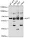 Lysine Acetyltransferase 7 antibody, 19-882, ProSci, Western Blot image 