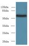 Protein Disulfide Isomerase Family A Member 5 antibody, A60218-100, Epigentek, Western Blot image 