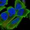 Palmdelphin antibody, HPA030549, Atlas Antibodies, Immunofluorescence image 