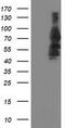 Katanin p80 WD40-containing subunit B1 antibody, CF503814, Origene, Western Blot image 