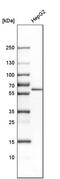 Cerebellar Degeneration Related Protein 2 antibody, PA5-54903, Invitrogen Antibodies, Western Blot image 