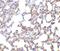 SKI Like Proto-Oncogene antibody, A04131-1, Boster Biological Technology, Immunohistochemistry frozen image 