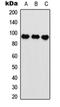 Aryl Hydrocarbon Receptor Nuclear Translocator antibody, orb304685, Biorbyt, Western Blot image 