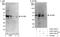 Motor neuron and pancreas homeobox protein 1 antibody, A303-184A, Bethyl Labs, Western Blot image 