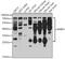 BCL2 Interacting Protein 3 antibody, 19-791, ProSci, Western Blot image 