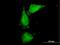 Uromodulin antibody, H00007369-B01P, Novus Biologicals, Immunofluorescence image 