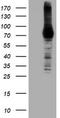 Diacylglycerol Kinase Alpha antibody, CF504050, Origene, Western Blot image 