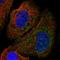 Unc-5 Netrin Receptor A antibody, HPA071450, Atlas Antibodies, Immunocytochemistry image 
