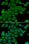 Ras-GRF1 antibody, PA5-77081, Invitrogen Antibodies, Immunofluorescence image 