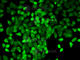 Caspase 3 antibody, A2156, ABclonal Technology, Immunofluorescence image 