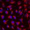 Semaphorin 4C antibody, AF6120, R&D Systems, Immunocytochemistry image 
