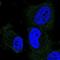 Dymeclin antibody, NBP2-13942, Novus Biologicals, Immunofluorescence image 
