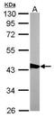 Capping Actin Protein, Gelsolin Like antibody, GTX114301, GeneTex, Western Blot image 