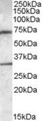 EDL antibody, MBS421806, MyBioSource, Western Blot image 