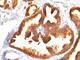 Keratin 18 antibody, V2674IHC-7ML, NSJ Bioreagents, Immunohistochemistry frozen image 