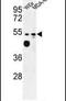 MARVEL domain-containing protein 2 antibody, PA5-26228, Invitrogen Antibodies, Western Blot image 