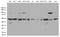 Aspartyl Aminopeptidase antibody, M09344, Boster Biological Technology, Western Blot image 