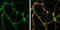 EF-Hand Domain Family Member D2 antibody, GTX108080, GeneTex, Immunofluorescence image 