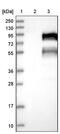 Tight Junction Associated Protein 1 antibody, PA5-56378, Invitrogen Antibodies, Western Blot image 