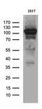 Exocyst Complex Component 4 antibody, MA5-27428, Invitrogen Antibodies, Western Blot image 