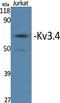 Potassium Voltage-Gated Channel Subfamily C Member 4 antibody, orb310639, Biorbyt, Western Blot image 