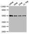 NIPBL Cohesin Loading Factor antibody, CSB-PA750379LA01HU, Cusabio, Western Blot image 