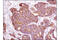 ATPase inhibitor, mitochondrial antibody, 13268P, Cell Signaling Technology, Immunohistochemistry paraffin image 