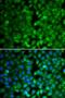 RUNX Family Transcription Factor 3 antibody, LS-B15459, Lifespan Biosciences, Immunofluorescence image 