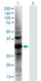 Aldo-Keto Reductase Family 1 Member E2 antibody, H00083592-M02, Novus Biologicals, Western Blot image 