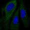 ERF3A antibody, NBP2-47442, Novus Biologicals, Immunofluorescence image 