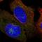 Aftiphilin antibody, HPA034990, Atlas Antibodies, Immunofluorescence image 