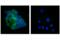 KRAS Proto-Oncogene, GTPase antibody, 53270S, Cell Signaling Technology, Immunofluorescence image 