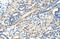 NACC1 antibody, 29-129, ProSci, Western Blot image 