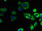 Elongation of very long chain fatty acids protein 1 antibody, LS-C380091, Lifespan Biosciences, Immunofluorescence image 