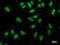 NGFI-A Binding Protein 1 antibody, LS-C342637, Lifespan Biosciences, Immunofluorescence image 