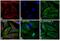 Mouse IgG antibody, 84545, Invitrogen Antibodies, Immunofluorescence image 